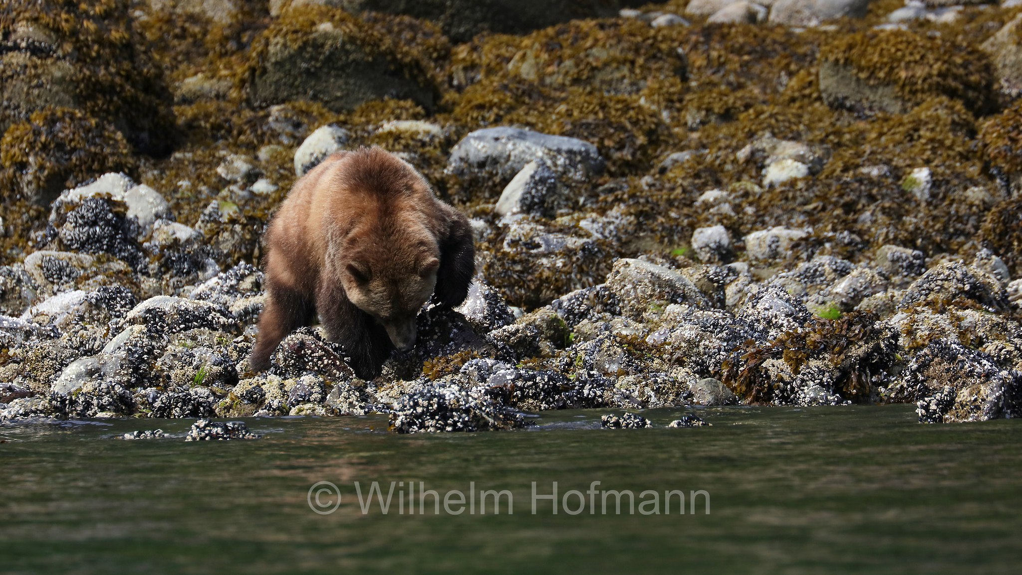 Ursus arctos horribilis, grizzly bear, grizzly, North American brown bear, Grizzlybär, Graubär, orso grizzly, grizzly, orso grigio, Knight Inlet, Glendale Cove, British Columbia, Columbia Britannica, Canada, Kanada