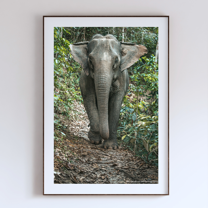 THE ONE - WILDLIFE & NATURE - "Ears Out" - LIMITED EDITION 5 of 5