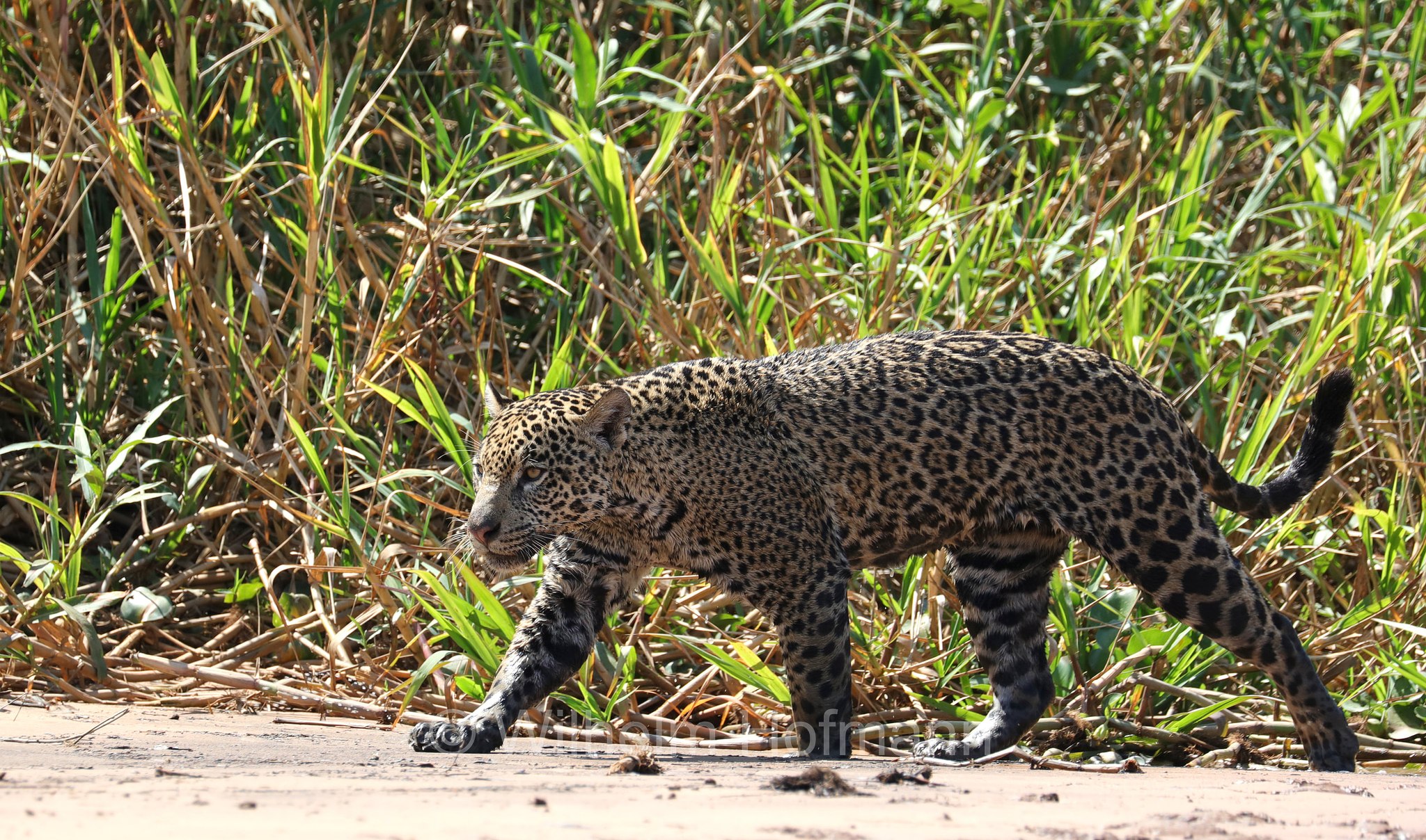 Jaguar, ﻿giaguaro, Panthera onca, Parque Estadual Encontro das Águas, Pantanal, Mato Grosso, Brazil, Brasil, Brasile, Brasilien