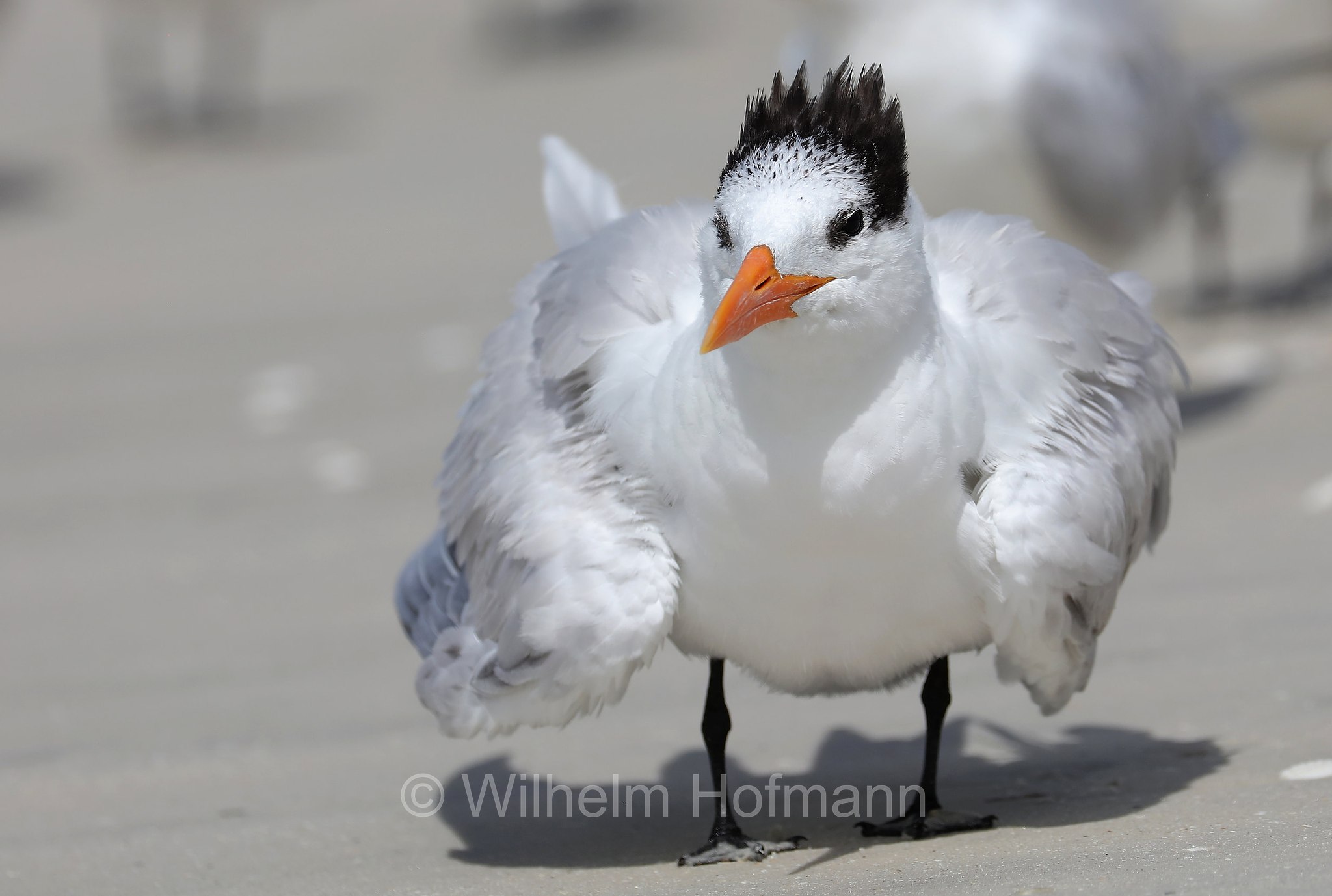 Thalasseus maximus, royal tern, Königsseeschwalbe, sterna reale, sterna reale americana, Lovers Key Beach, Lovers Key State Park, Florida, USA