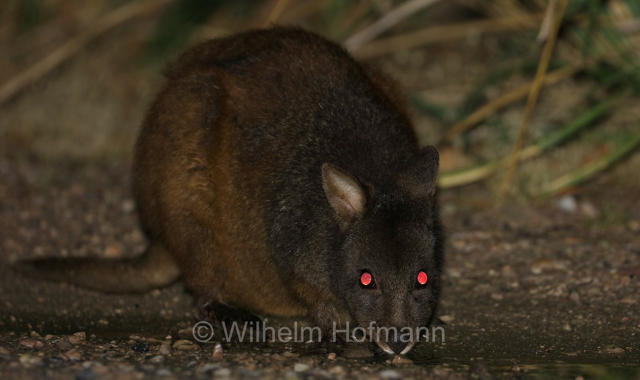 Tasmanian pademelon, rufous-bellied pademelon, red-bellied pademelon, Rotbauchfilander, pademelon della Tasmania, pademelon dal ventre rossiccio, pademelon dal ventre rosso, Thylogale billardierii, Narawntapu National Park, Narawntapu-Nationalpark, parco nazionale Narawntapu, Tasmania, Tasmanien, Australia, Austalien