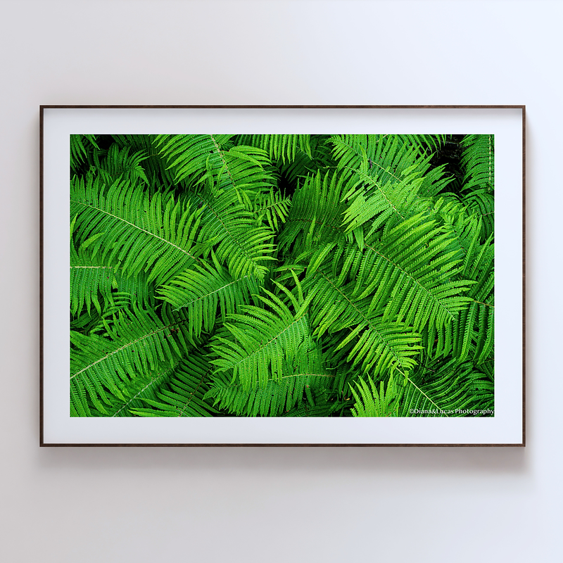 THE ONE - WILDLIFE & NATURE - "All Fern" - LIMITED EDITION 5 of 5