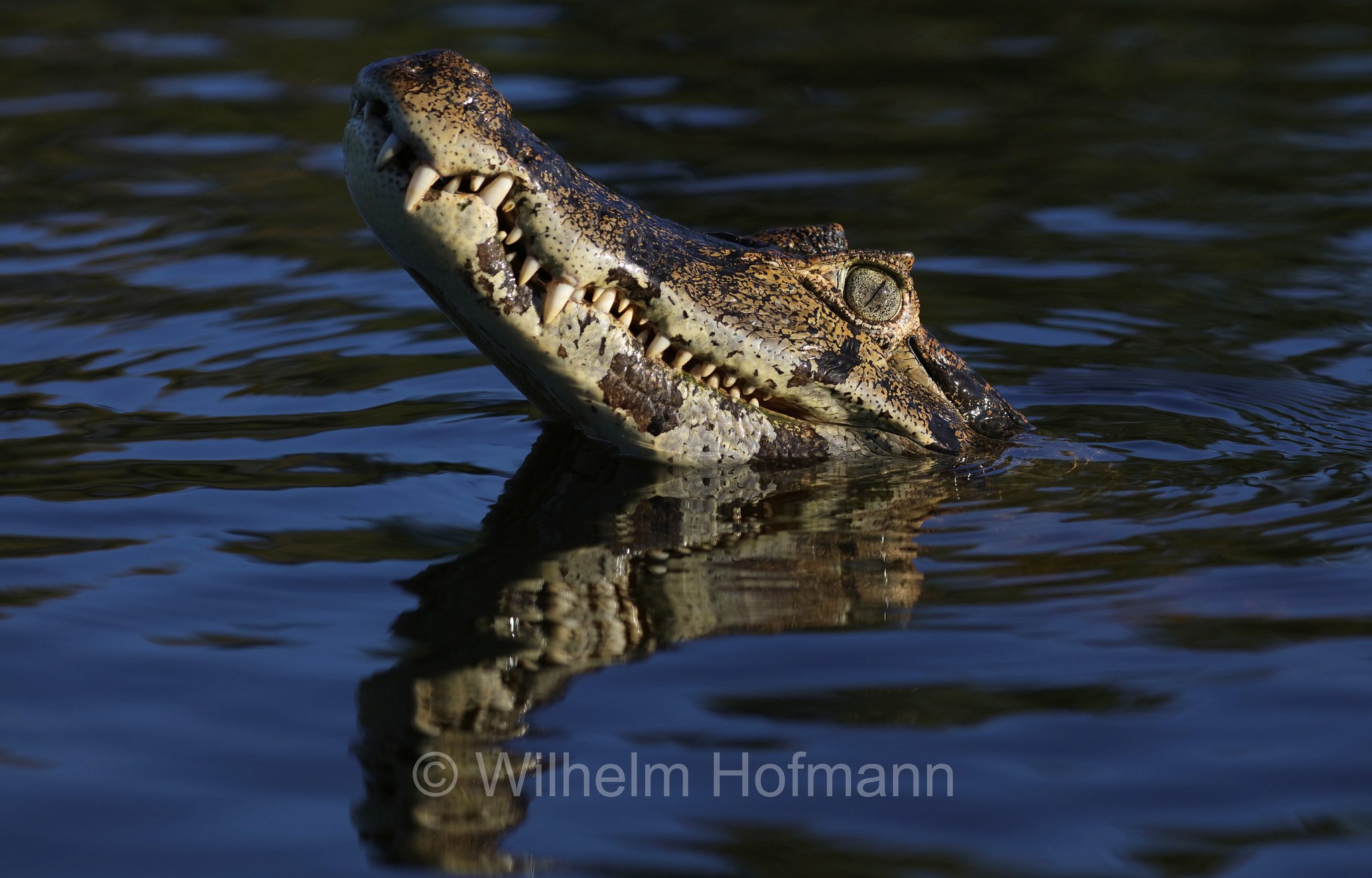 yacare caiman, jacare caiman, Paraguayan caiman, piranha caiman, red caiman, southern spectacled caiman, Brillenkaiman, caimano jacarè, Caiman yacare, Pantanal, Mato Grosso, Brazil, Brasil, Brasile, Brasilien
