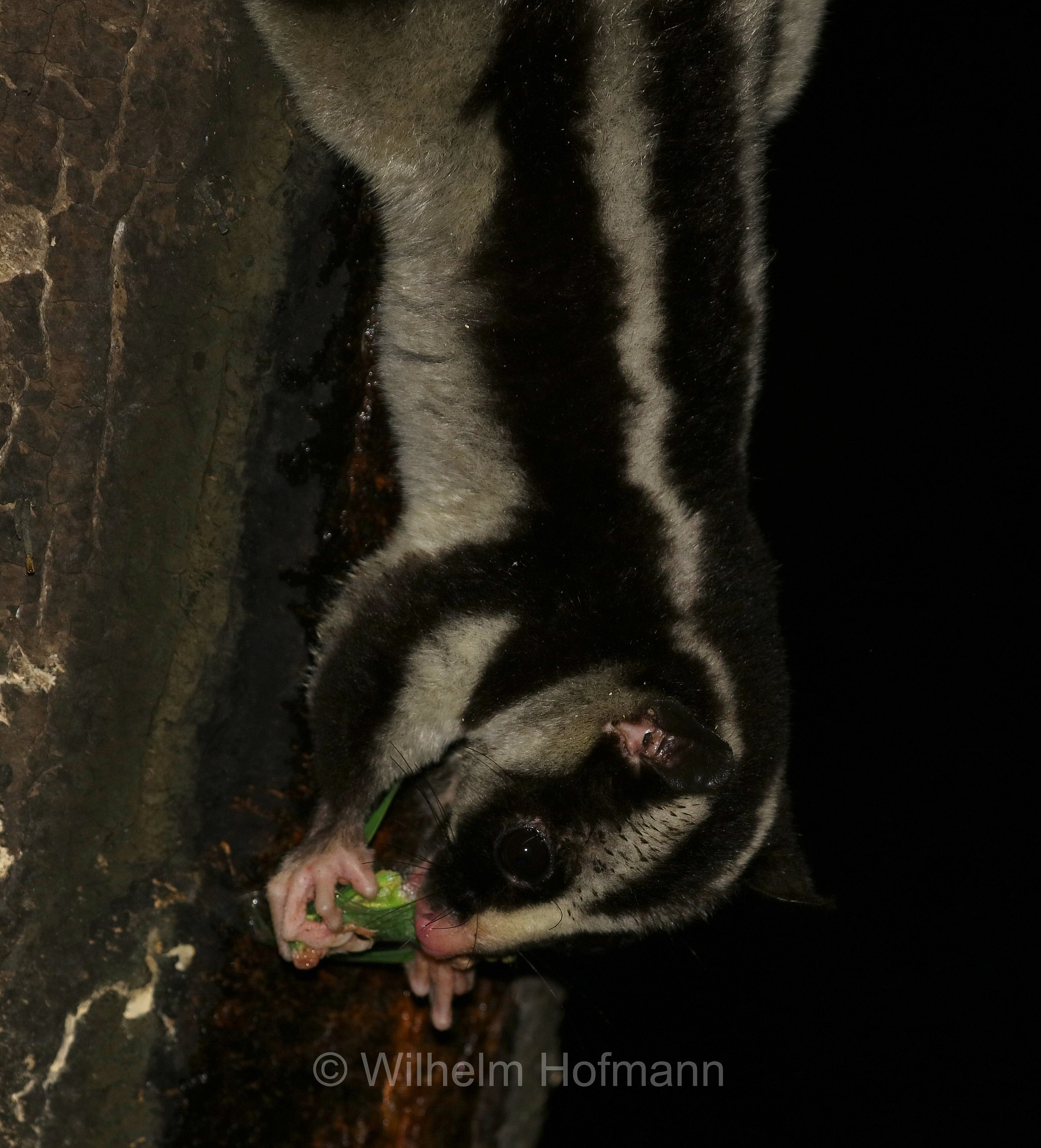 Dactylopsila trivirgata, striped possum, common striped possum, Großer Streifenbeutler, opossum striato grande, Crater Lakes National Park, Crater-Lakes-Nationalpark, Queensland, Australia, Australien