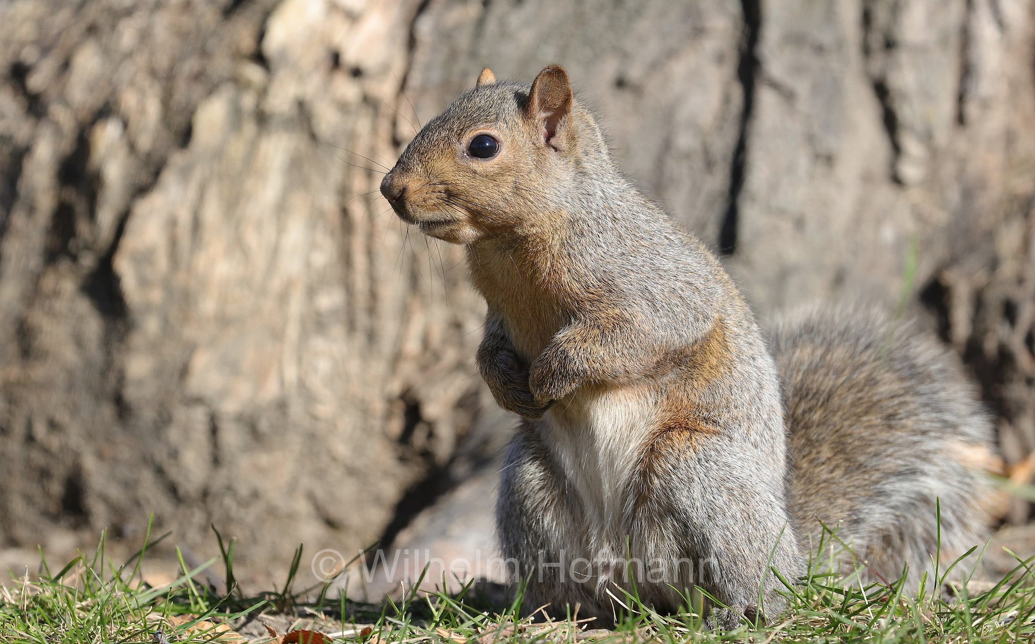 Sciurus niger, fox squirrel, eastern fox squirrel, Bryant's fox squirrel, Fuchshörnchen, scoiattolo volpe, Kildonan Park, Winnipeg, Manitoba, Canada, Kanada