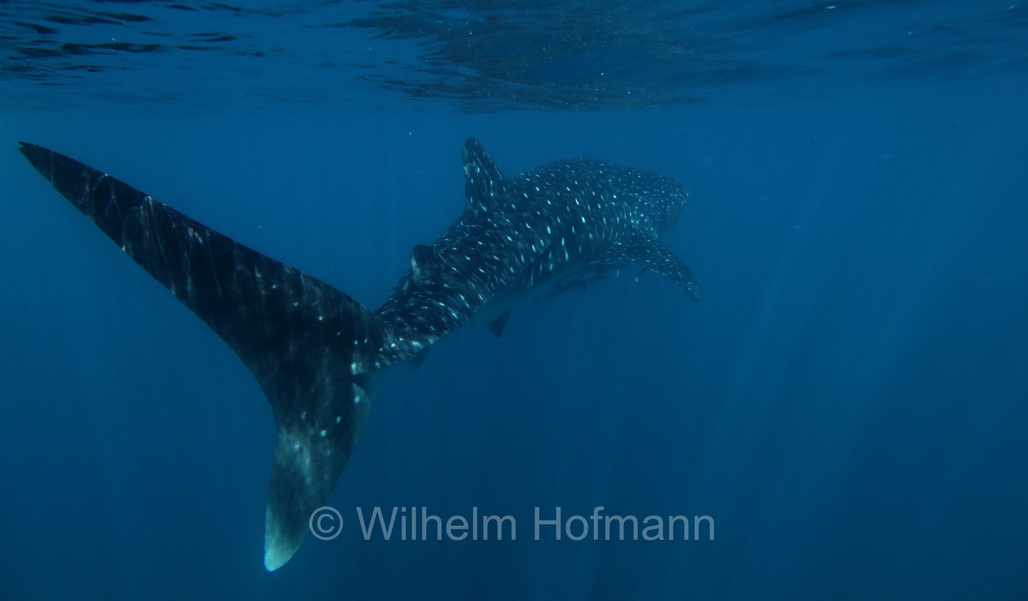 Whale Shark, Walhai, squalo balena, Rhincodon typus, Ningaloo Coast, Ningaloo Marine Park, Ningaloo Commonwealth Marine Reserve, Costa di Ningaloo, Western Australia, Westaustralien, Australia Occidentale, Australia, Australien