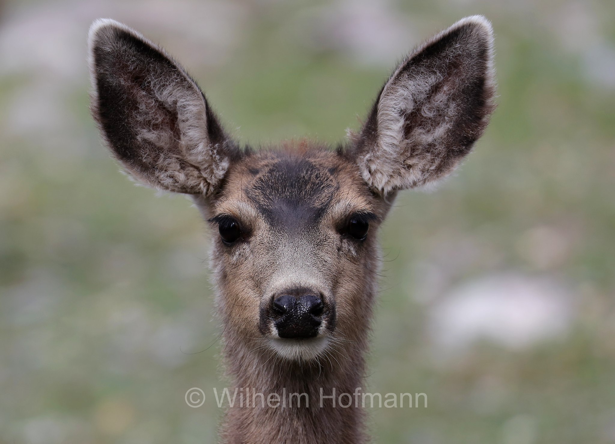 Odocoileus hemionus hemionus, Rocky Mountain Mule Deer, Rocky-Mountain-Maultierhirsch, cervo mulo delle Rocciose, Bristlecone Lakes Trailhead, Great Basin National Park, Great-Basin-Nationalpark, Parco nazionale del Great Basin, Nevada, USA