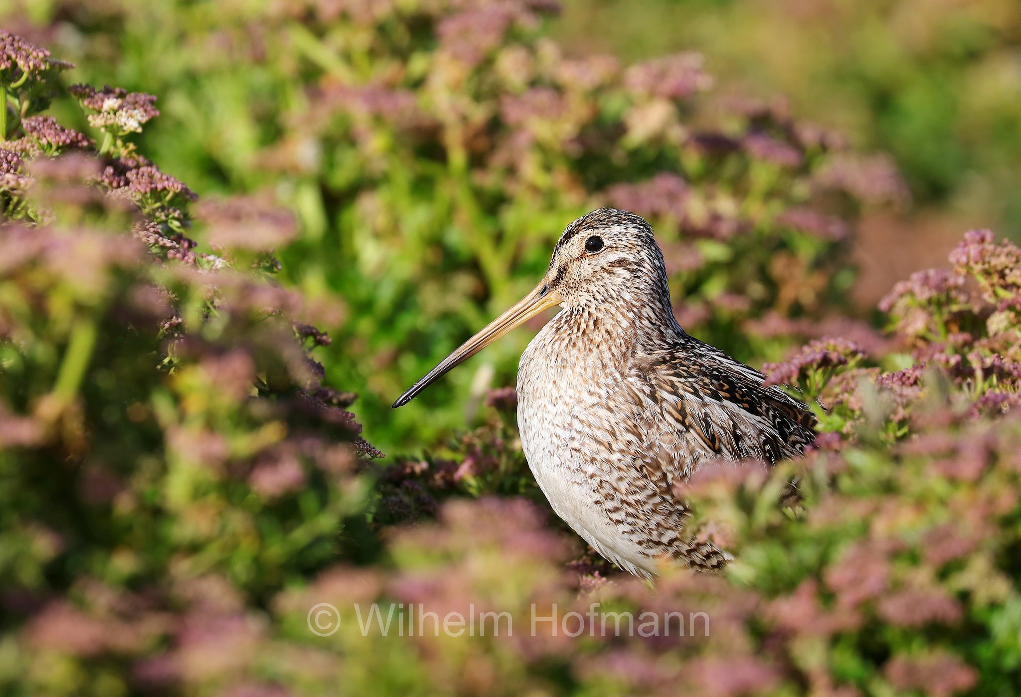 Magellanic snipe, Magellanbekassine, beccaccino magellanico, beccaccino di Magellano, Gallinago magellanica, Scolopax Magellanicus, Sealion Island, Sea Lion Island, Isla de los Leones Marinos, Falkland Islands, Falklandinseln, Isole Falkland