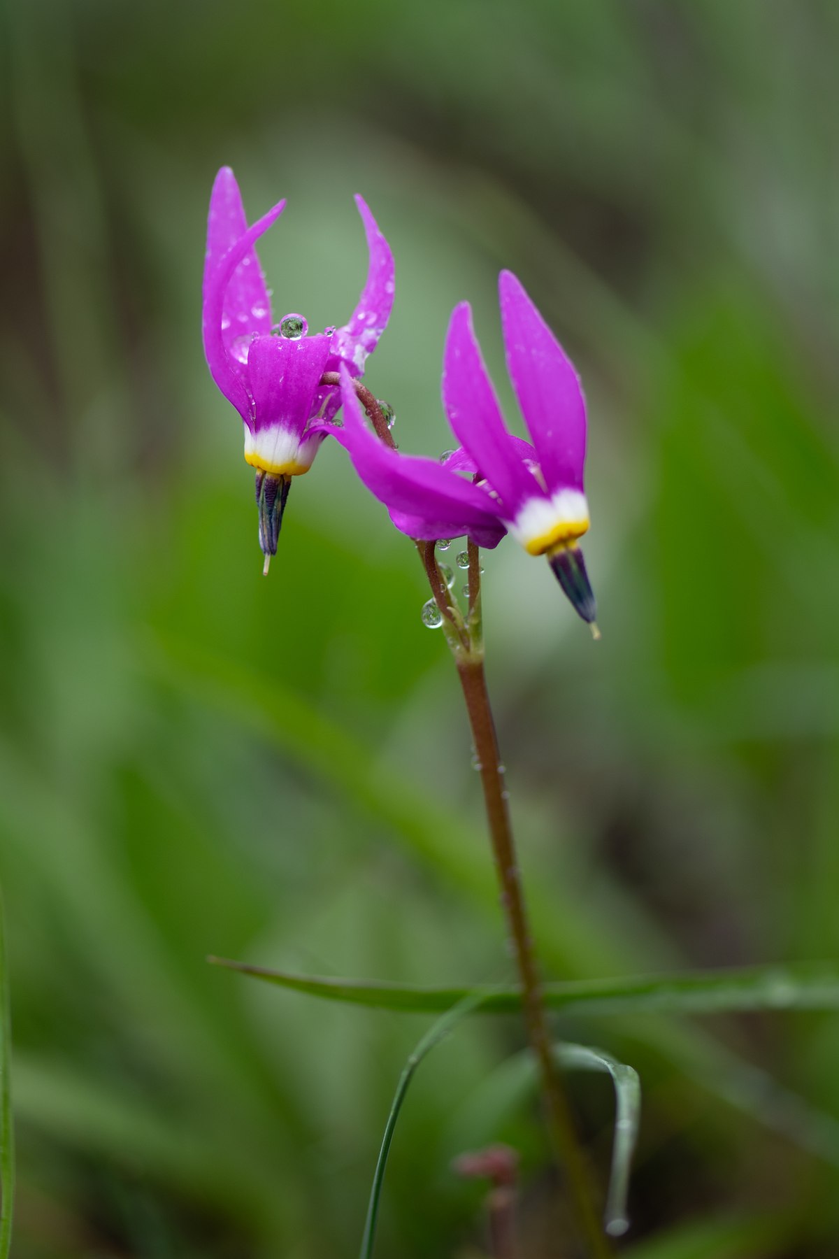Raindrops-and-Shooting-Stars