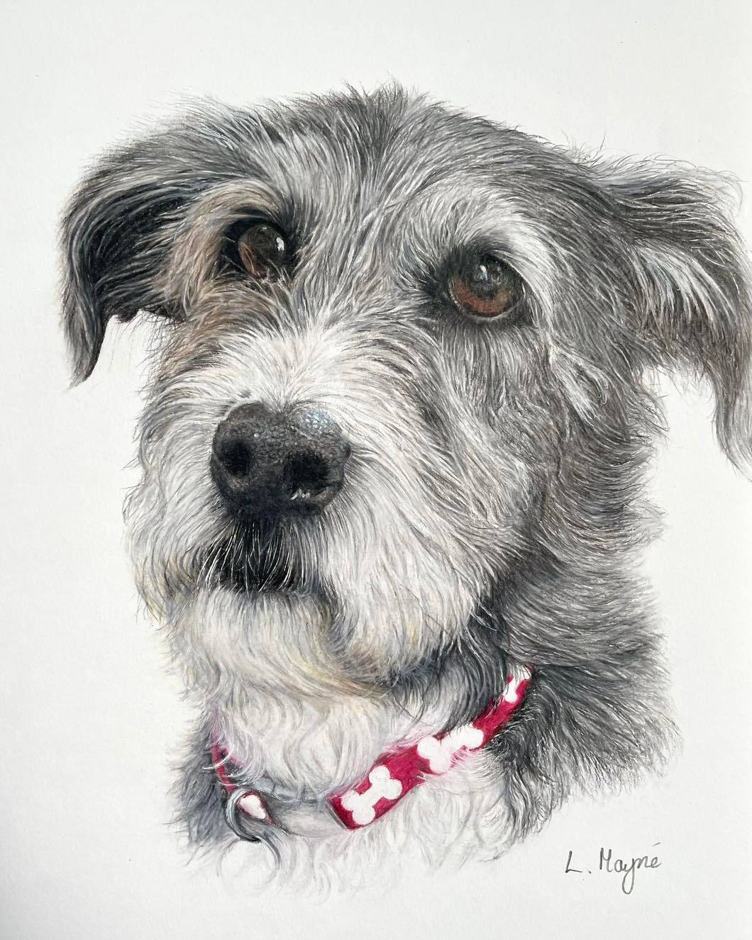 bearded collie, lurcher, collie cross, lurcher cross, lurcher cross portrait, beard collie cross portrait