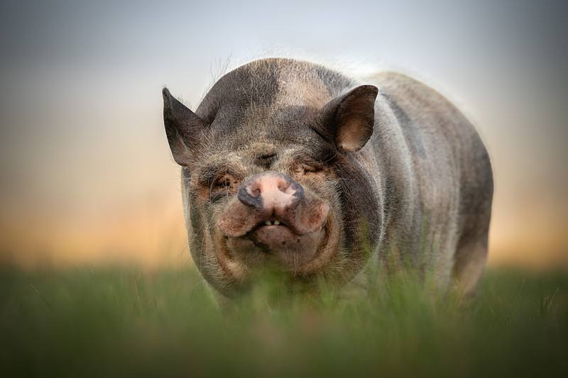 BOERDERIJDIEREN