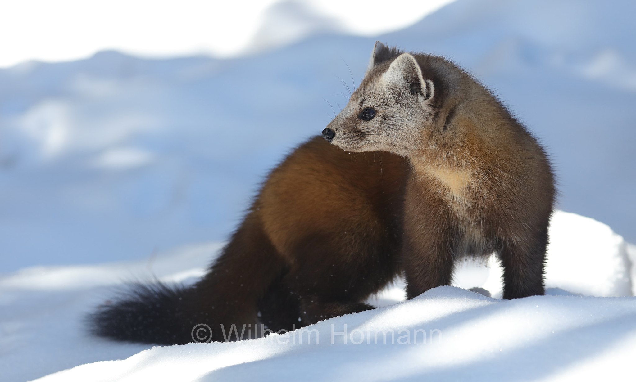 Martes americana, American marten, American pine marten, pine marten, Fichtenmarder, martora americana, Algonquin Provincial Park, Parco provinciale di Algonquin, Ontario, Canada, Kanada