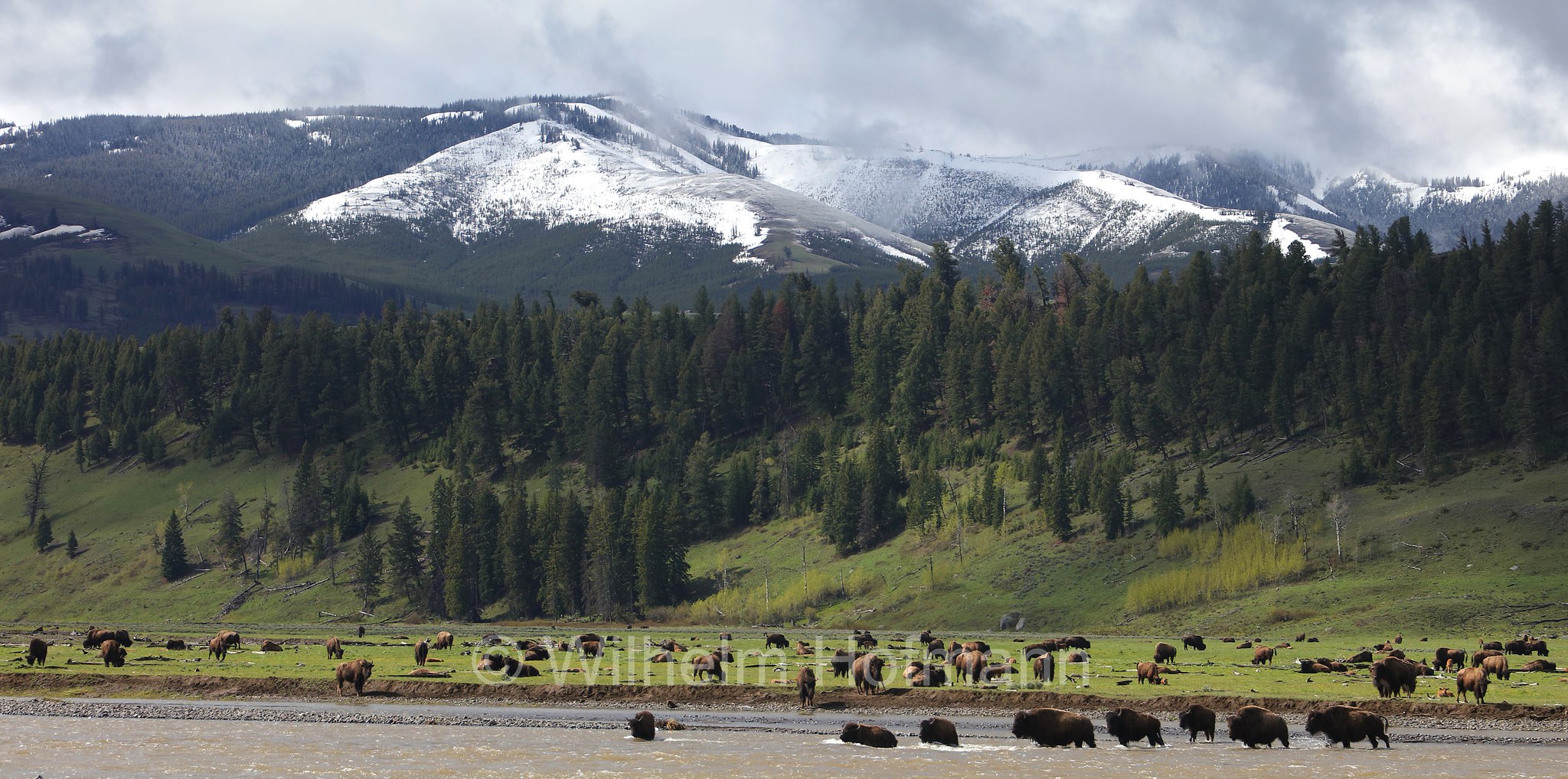Plains bison, Präriebison, bisonte delle pianure, Bison bison bison, Yellowstone National Park, Yellowstone-Nationalpark﻿, parco nazionale di Yellowstone, Wyoming, USA