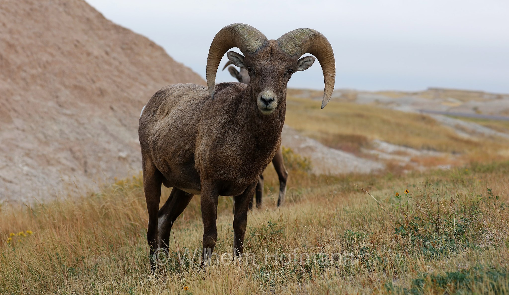 Ovis canadensis canadensis, Rocky Mountain bighorn sheep, Rocky-Mountains-Dickhornschaf, bighorn delle Montagne Rocciose, Ancient Hunters Overlook, Badlands National Park, Badlands-Nationalpark, parco nazionale delle Badlands, South Dakota, Dakota del Sud, USA