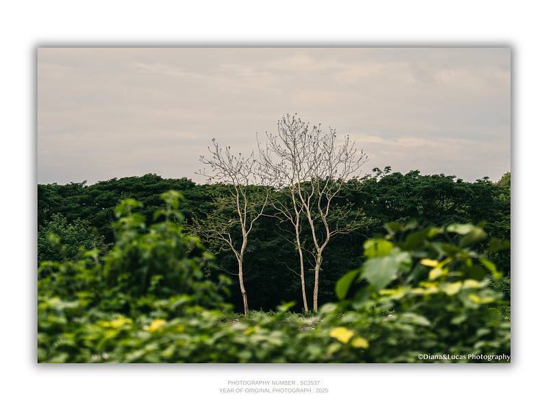 THE ONE - WILDLIFE & NATURE - "Two Trees" - LIMITED EDITION 5 of 5