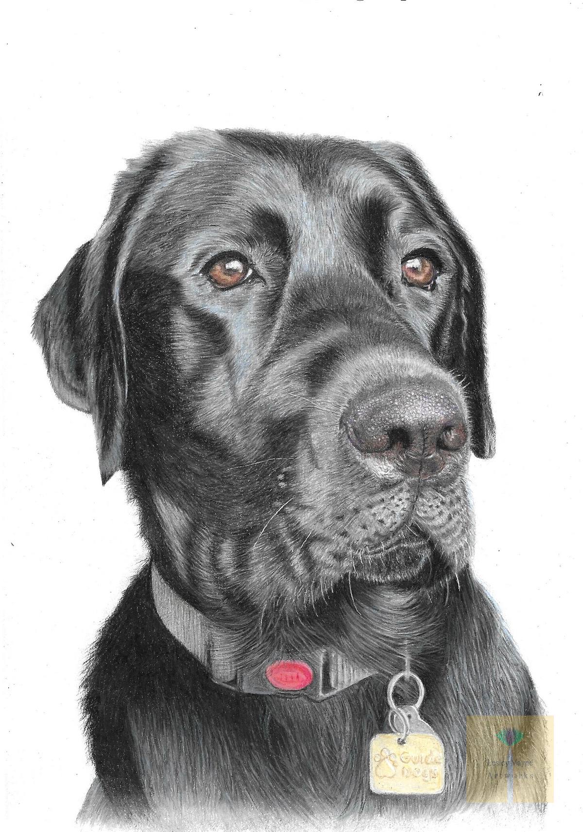Black Labrador Pet Portrait