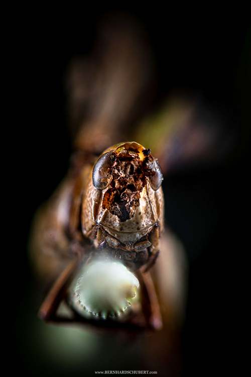 Entomophaga grylli infested