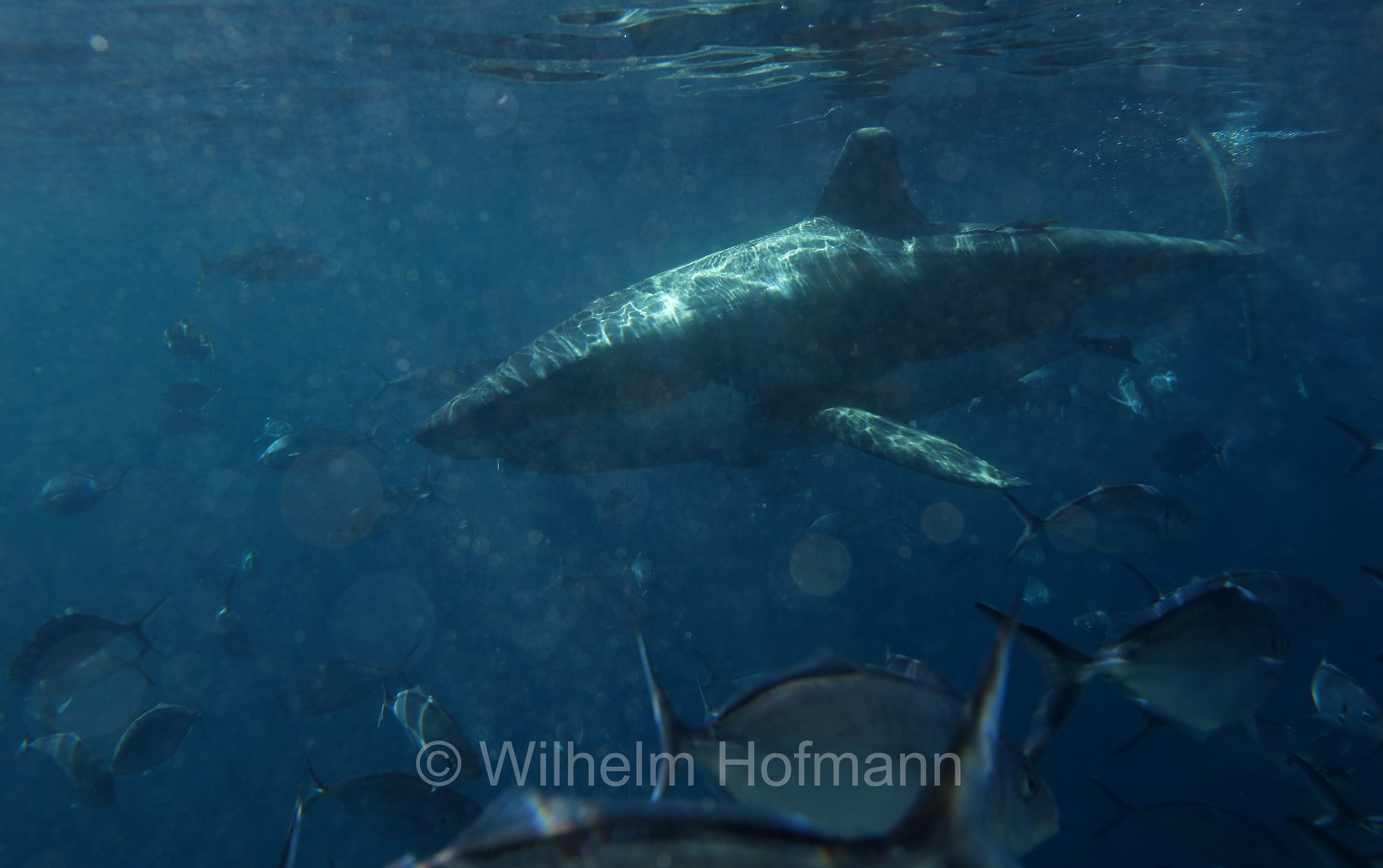 great white shark, great white, white shark, white pointer, Weißer Hai, Weißhai, Menschenhai, grande squalo bianco, carcarodonte, squalo bianco, Carcharodon carcharias, Neptune Islands, South Australia, Südaustralien, Australia Meridionale, Australia, Australien