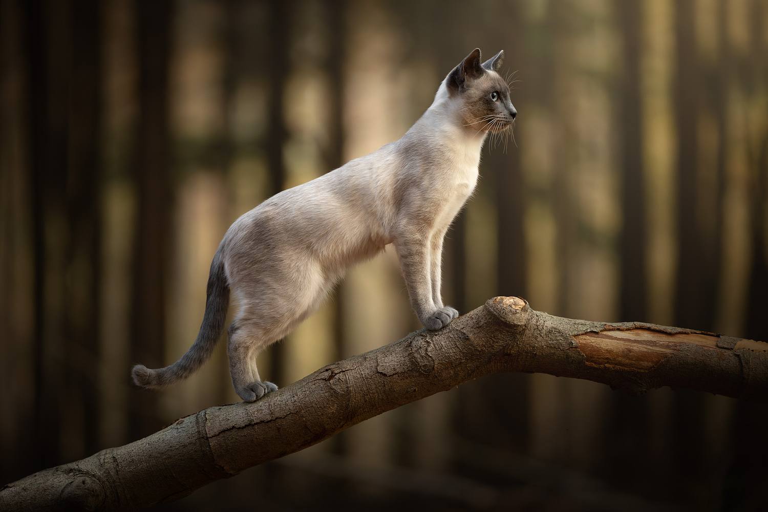 NLS Dierenfotografie