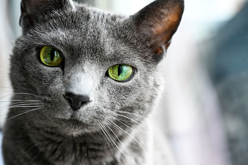 Beloved Pets
