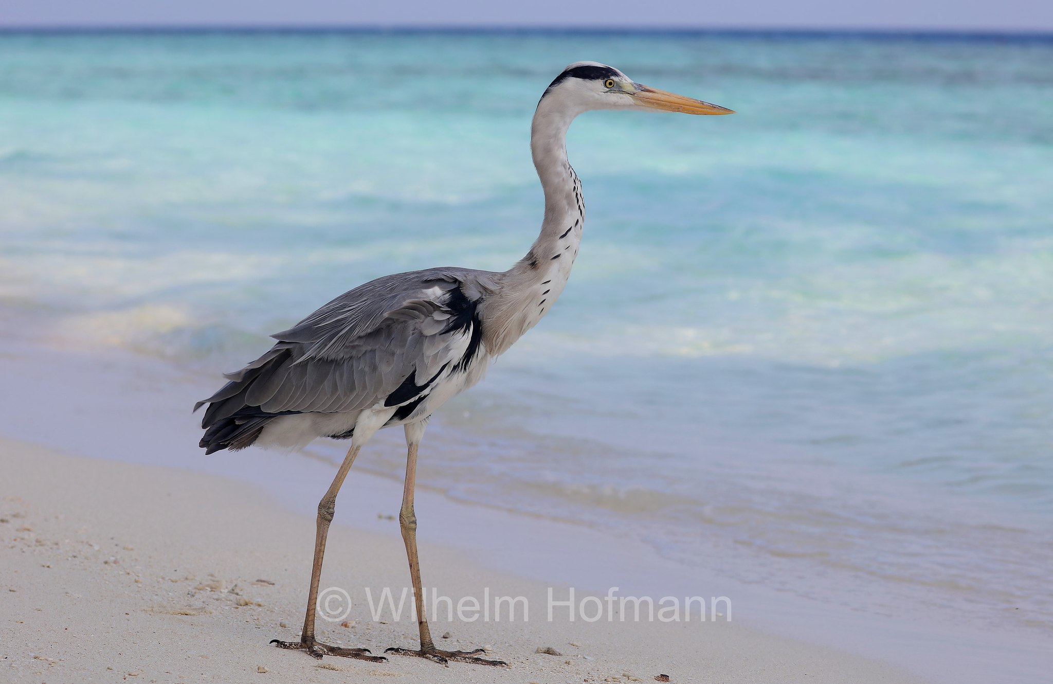 grey heron, Graureiher, Fischreiher, airone cenerino, Ardea cinerea, Malediven, Maldives, Maledive, Fihalhohi Island Resort