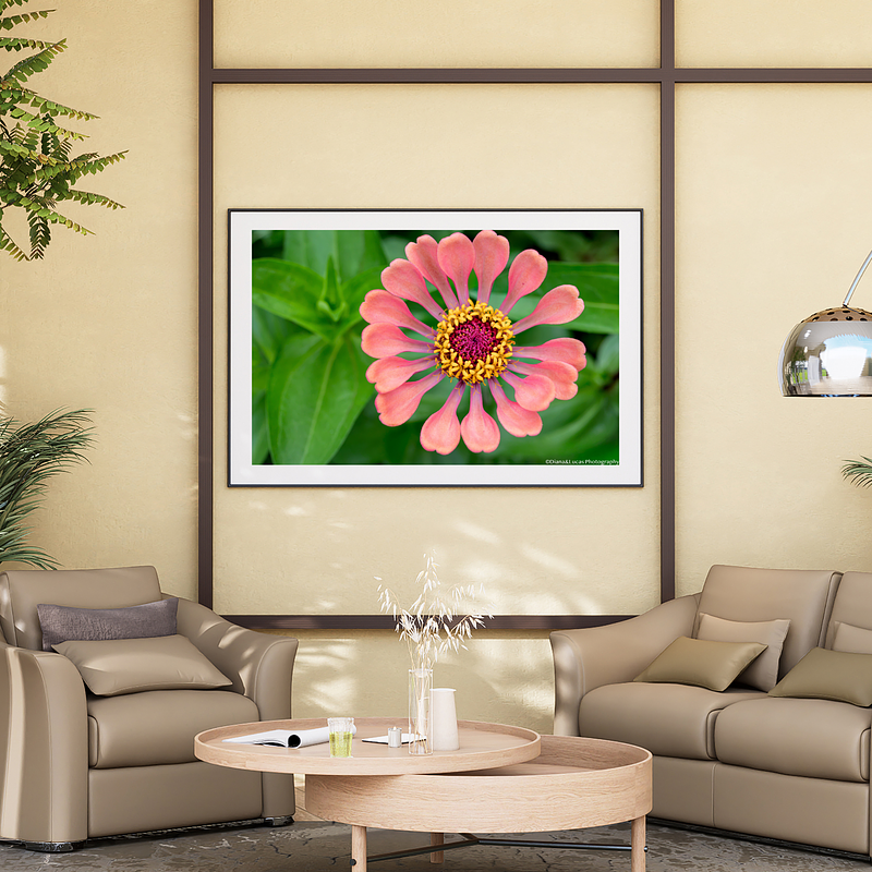 THE ONE - WILDLIFE & NATURE - "Plush Zinnia" - LIMITED EDITION 3 of 5