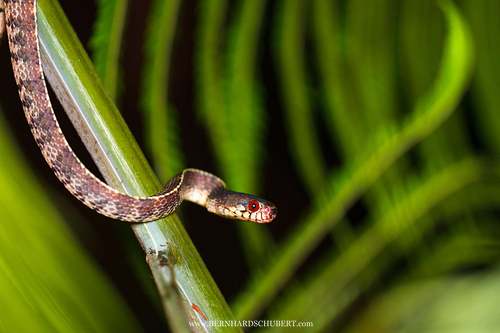 Asthenodipsas vertebralis - Bergschneckennatter
