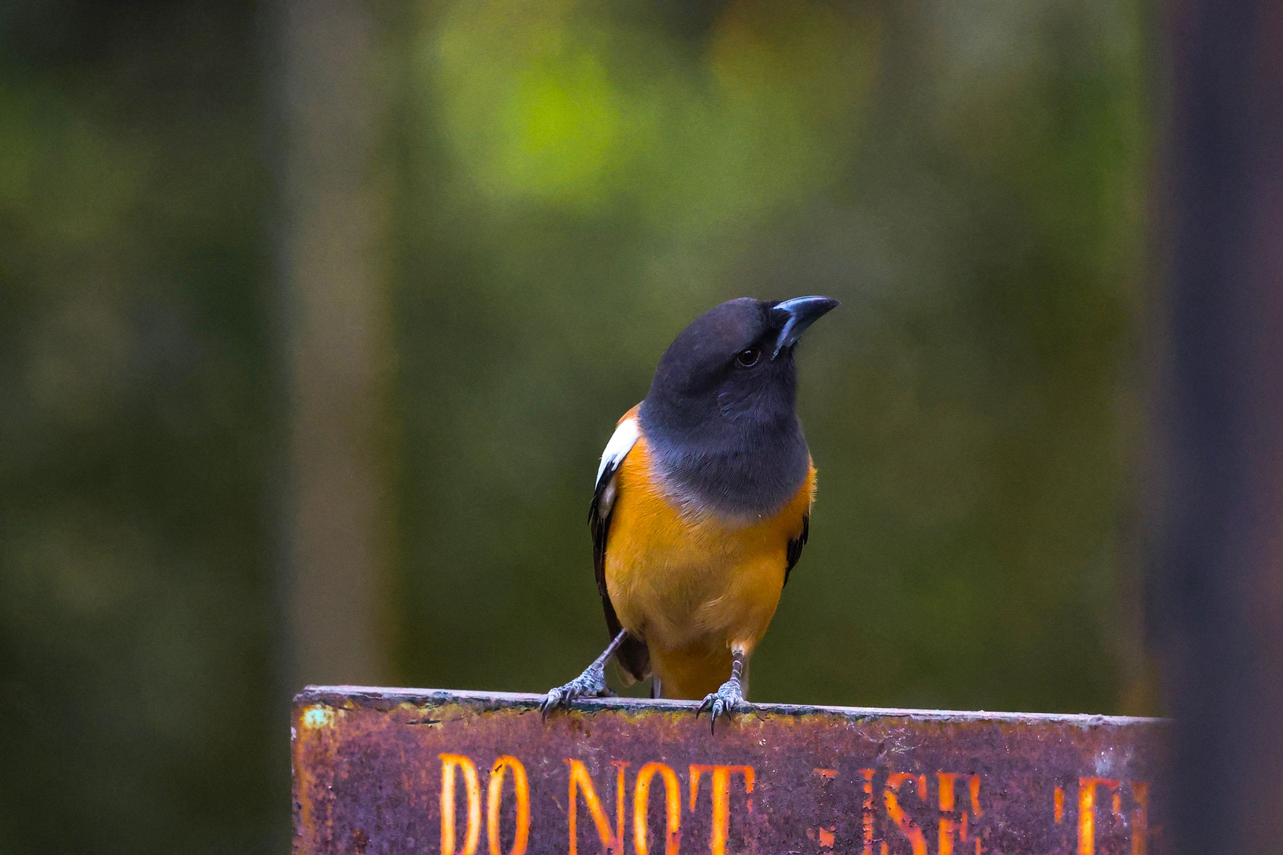WILDLIFE