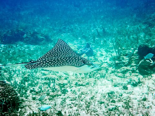 Spotted eagle Ray 01