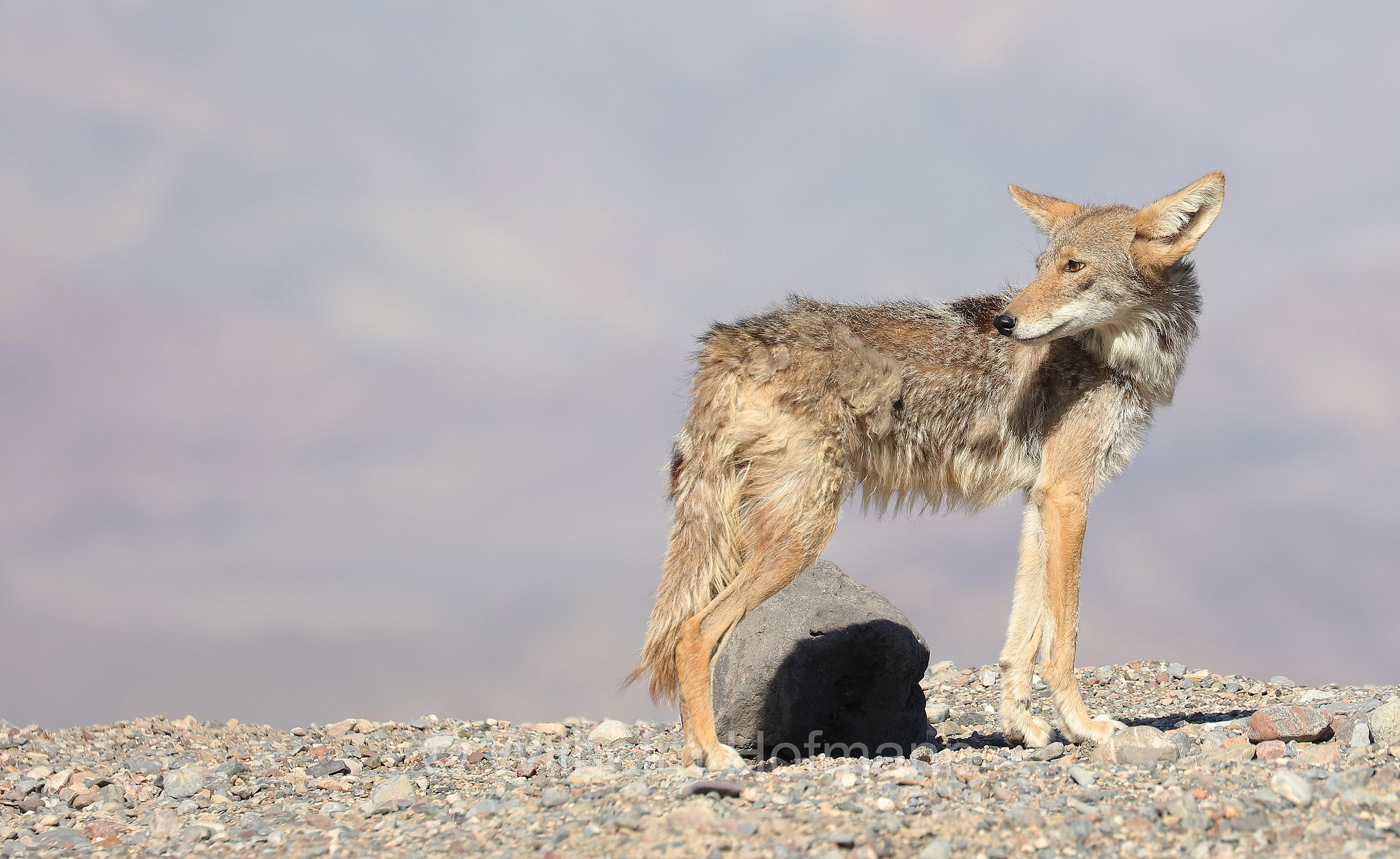 Canis latrans, coyote, American jackal, prairie wolf, brush wolf, Kojote, Präriewolf, Steppenwolf, coiote, lupo delle praterie, Furnace Creek, Death Valley National Park, Death-Valley-Nationalpark, Valle della Morte, California, Kalifornien, USA
