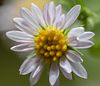 Pretty Flowers