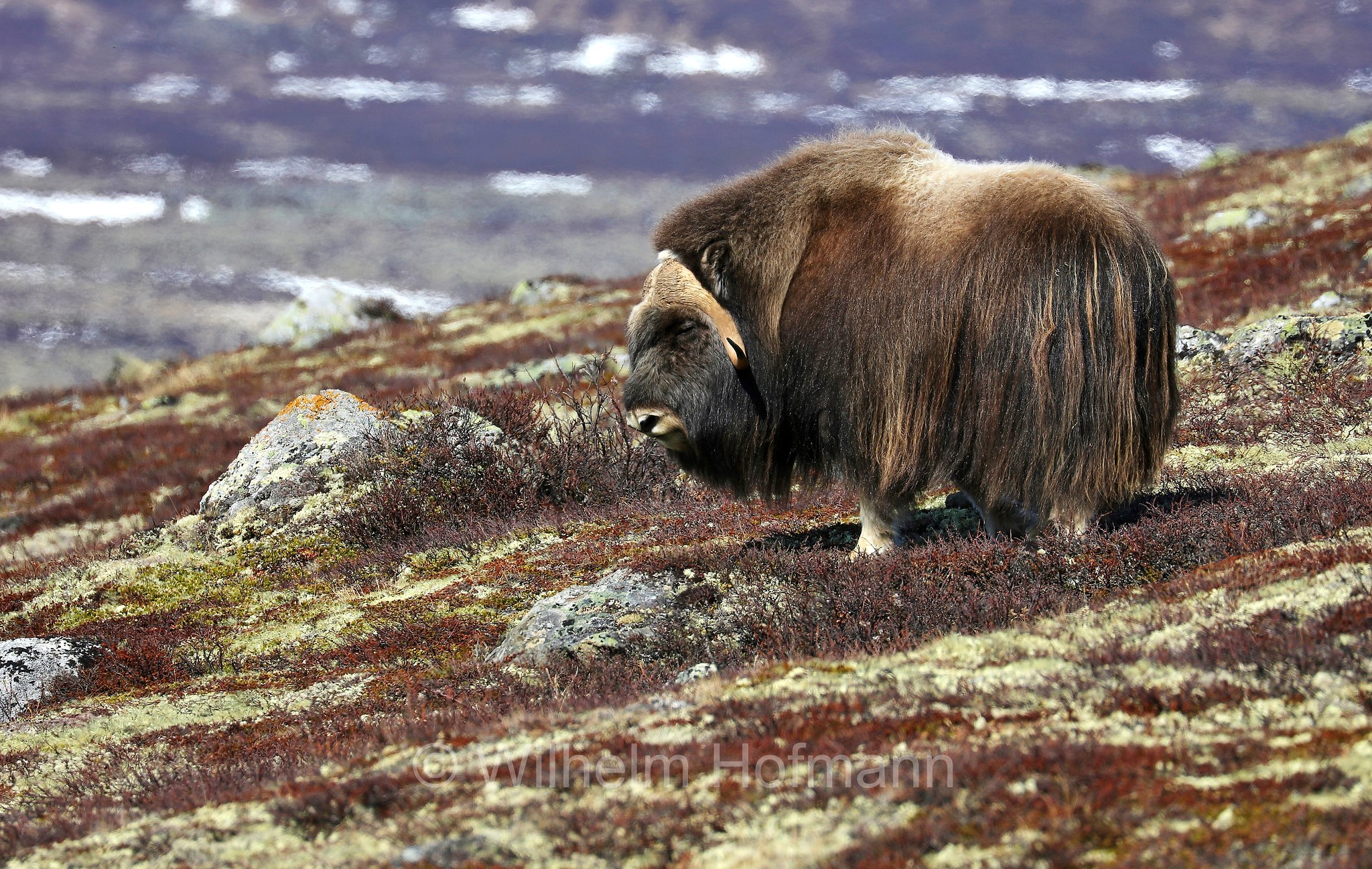 Ovibos moschatus, muskox, Moschusochse, Bisamochse, Schafsochse, bue muschiato, Dovrefjell–Sunndalsfjella National Park, Dovrefjell-Sunndalsfjella-Nationalpark, parco nazionale Dovrefjell-Sunndalsfjella, Norway, Norwegen, Norvegia