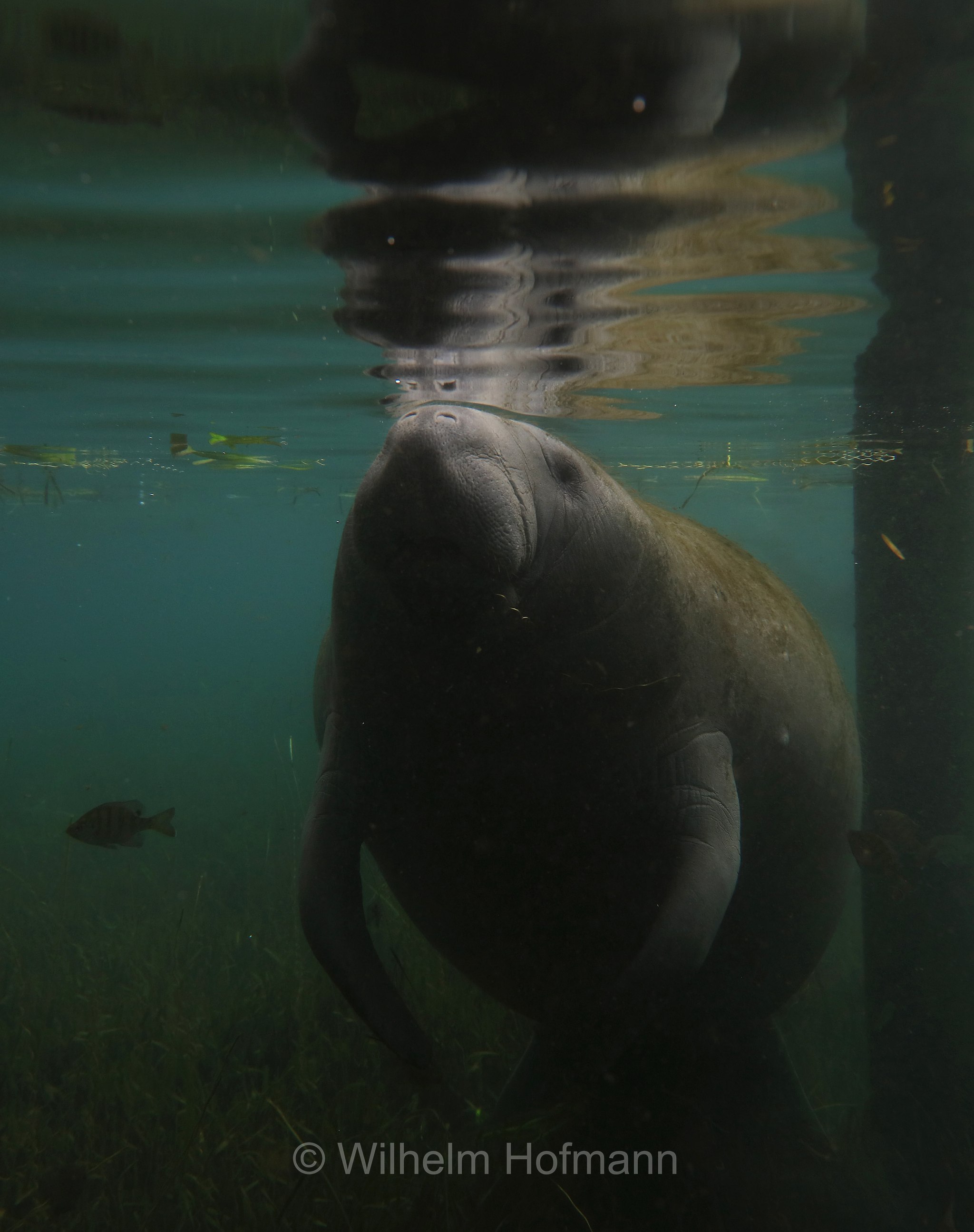 Trichechus manatus latirostris, Florida manatee, Florida-Seekuh, Florida-Manati, lamantino della Florida, manato della Florida, Crystal River, Kings Bay Park, Florida, USA