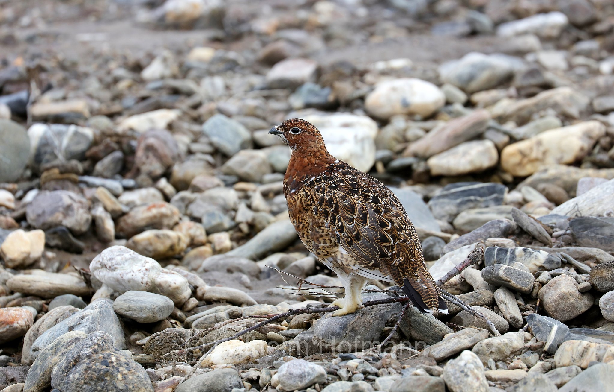 Lagopus lagopus, willow ptarmigan, willow grouse, Moorschneehuhn, pernice bianca nordica, lagopo, Savage River, Denali National Park, Denali National Park and Preserve, Denali-Nationalpark, Parco nazionale del Denali, Alaska, USA