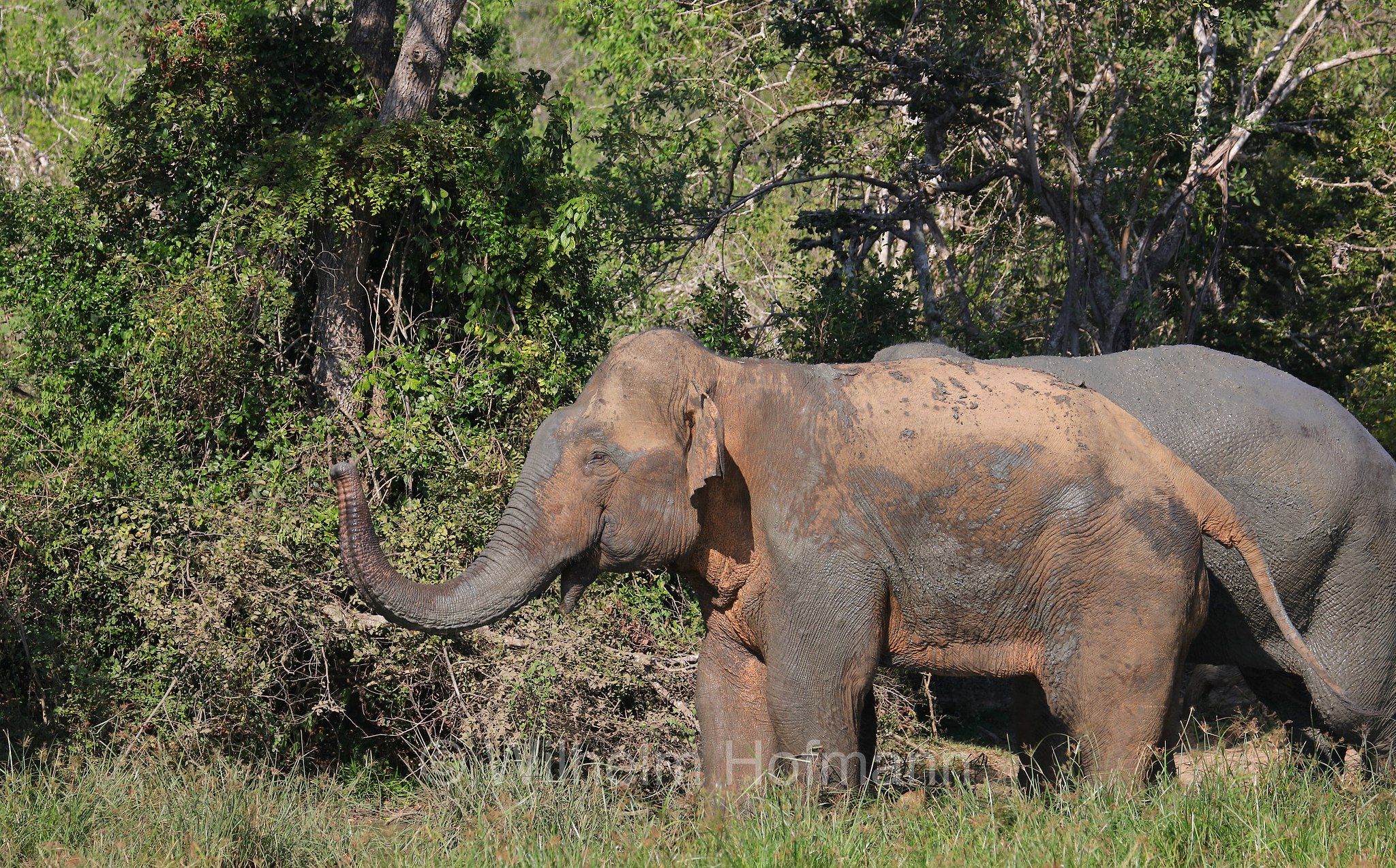 Sri Lankan elephant, Sri-Lanka-Elefant, Ceylon-Elefant, elefante dello Sri Lanka, Elephas maximus maximus, Sri Lanka, Bundala National Park, Bundala Nationalpark, Parco nazionale Bundala