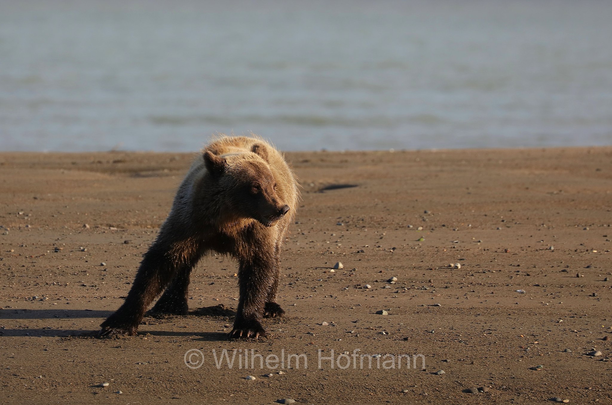 Ursus arctos gyas, Alaska Peninsula brown bear, peninsular grizzly, Alaska-Halbinsel-Braunbär, Alaska-Küstenbraunbär, Alaska-Braunbär, Großer Alaska-Braunbär, orso bruno della penisola dell'Alaska, grizzly peninsulare, grizzly costiero, grizzly gigante, Silver Salmon Creek, Lake Clark National Park, Lake Clark National Park and Preserve, Lake-Clark-Nationalpark, Parco nazionale e riserva di Lake Clark, Alaska, USA