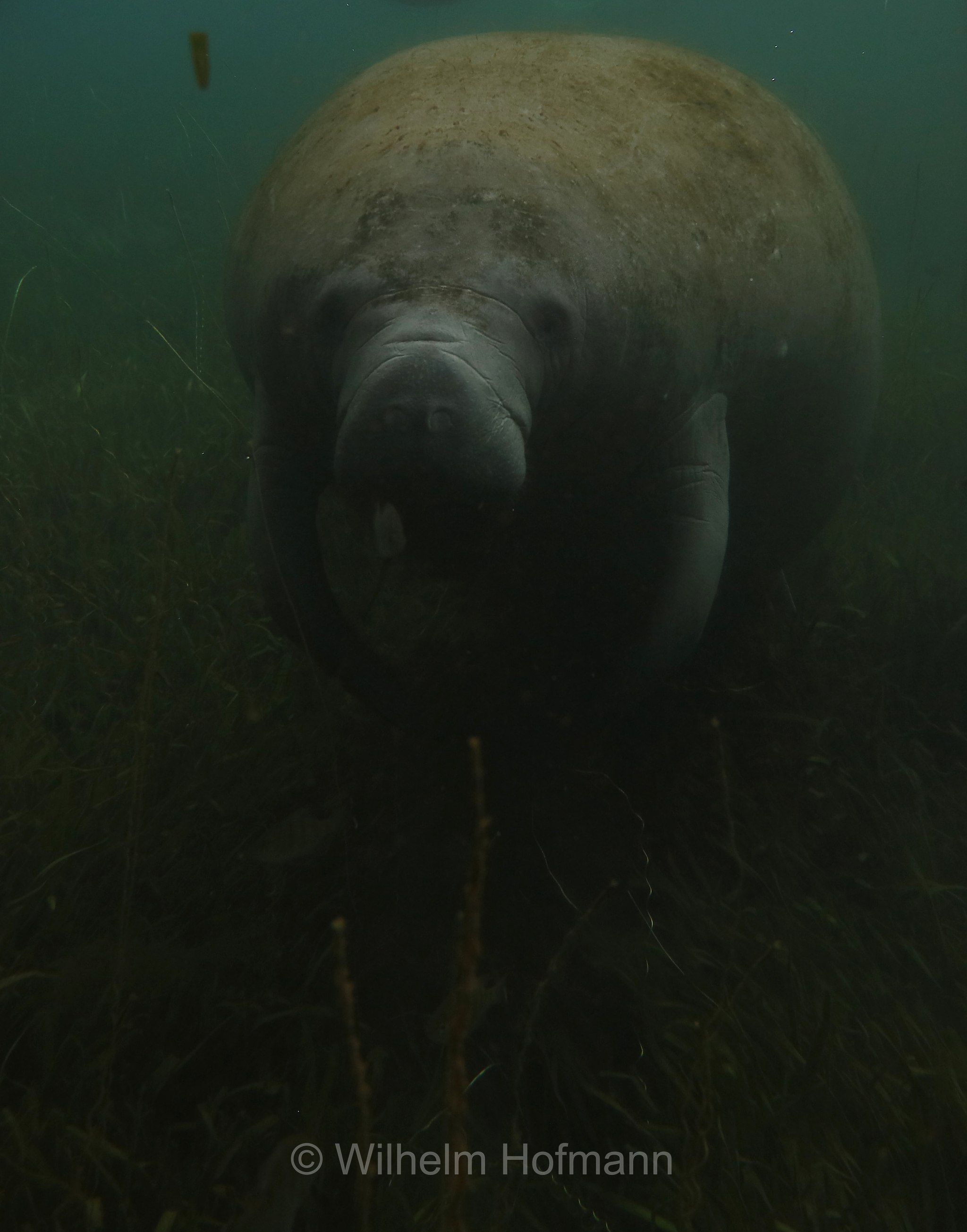 Trichechus manatus latirostris, Florida manatee, Florida-Seekuh, Florida-Manati, lamantino della Florida, manato della Florida, Crystal River, Kings Bay Park, Florida, USA