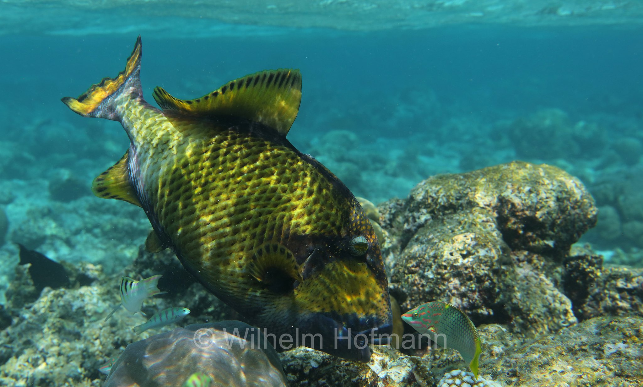 titan triggerfish, giant triggerfish, moustache triggerfish, Riesen-Drückerfisch, Titan-Drückerfisch, pesce balestra titano, Balistoides viridescens, Malediven, Maldives, Maledive, fihalhohi island resort