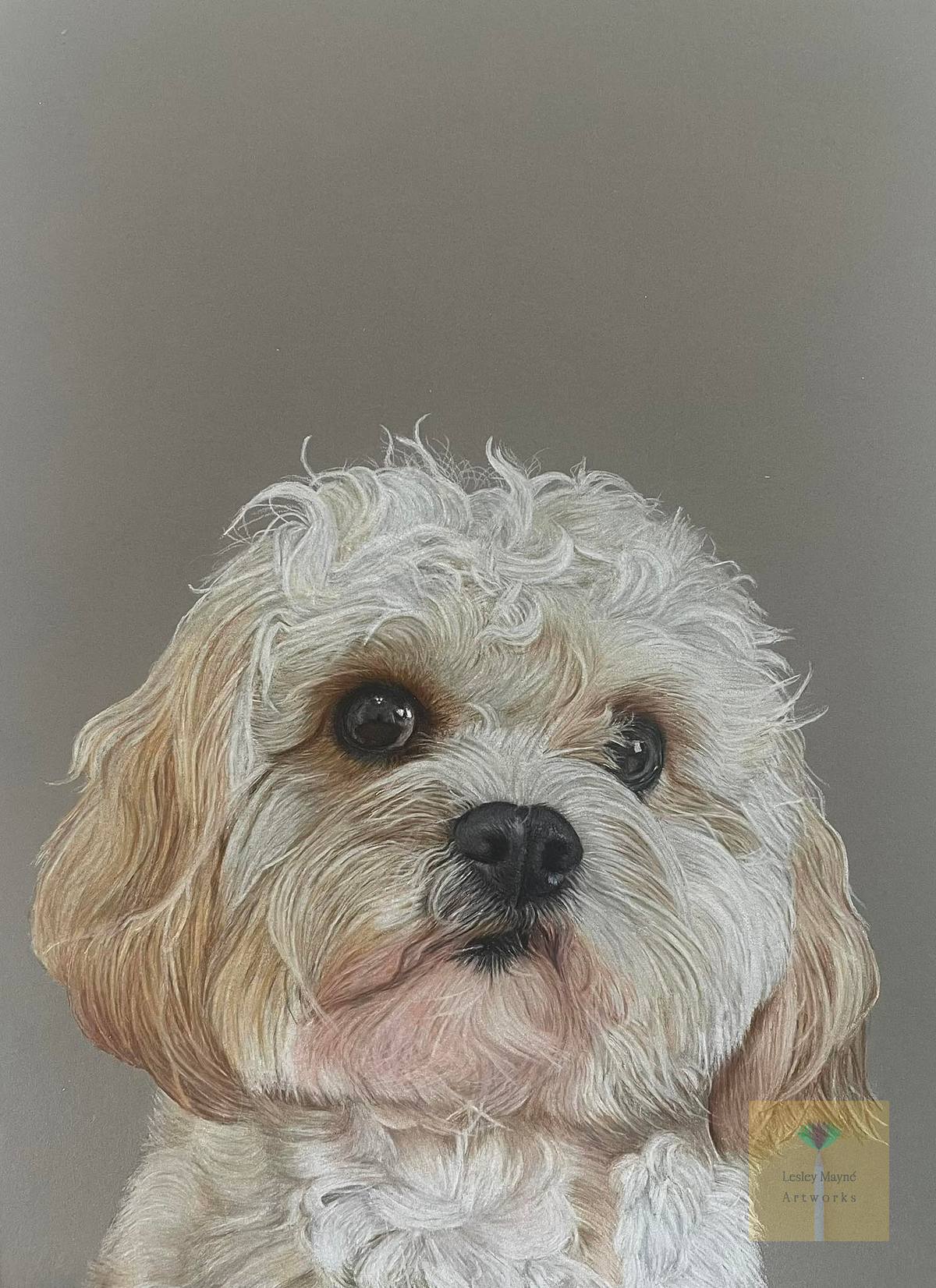 Cavachon Pet Portrait, Cavachon art, cavachon art, Cavachon Pet Portrait, cavachon pet portrtait, cute dog portrait, white dog on grey