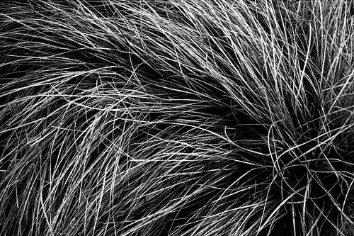 Alpine Grass