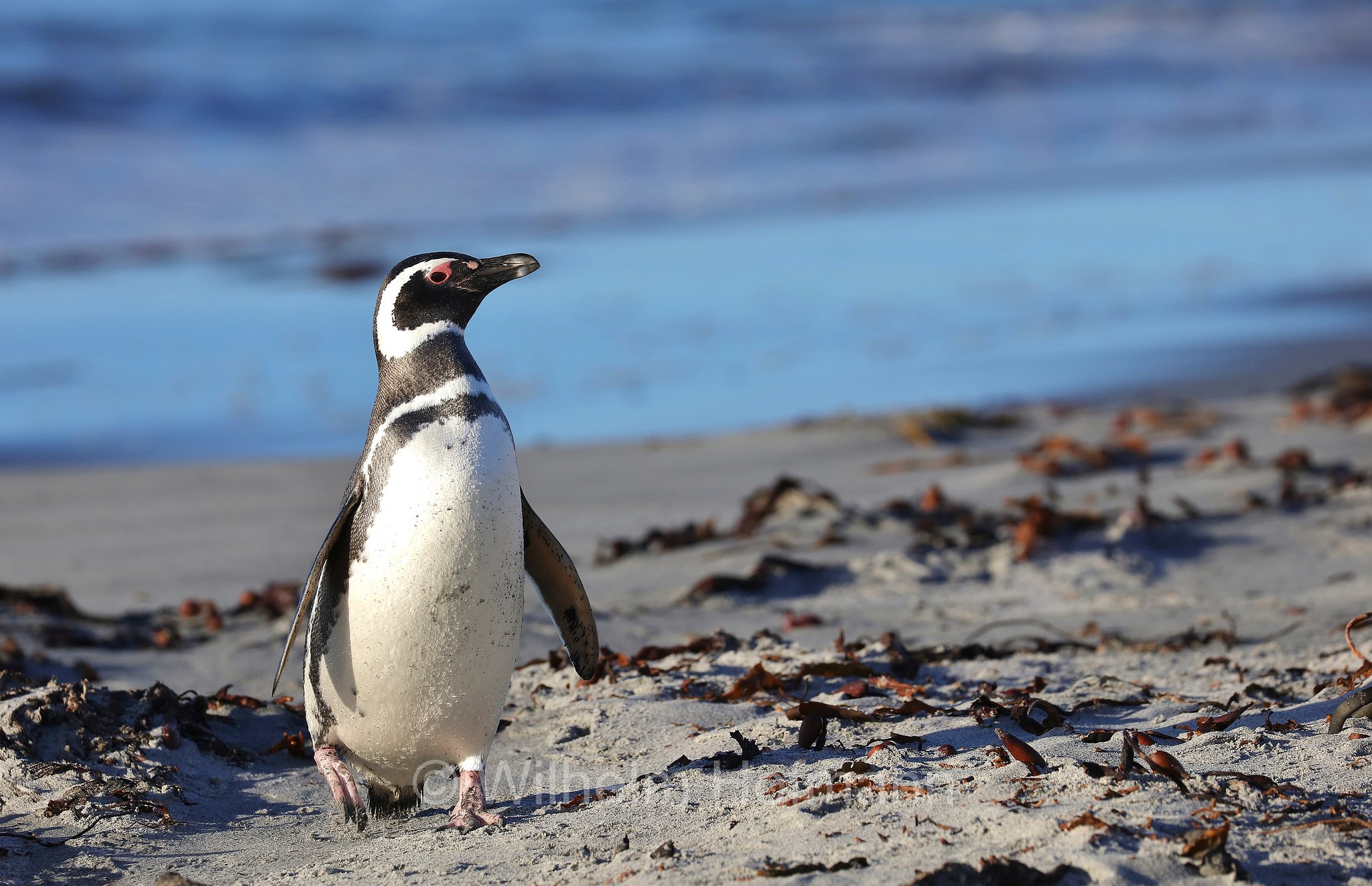 Magellanic penguin, Magellanpinguin, Pinguino di Magellano, Spheniscus magellanicus, Sealion Island, Sea Lion Island, Isla de los Leones Marinos, Falkland Islands, Falklandinseln, Isole Falkland