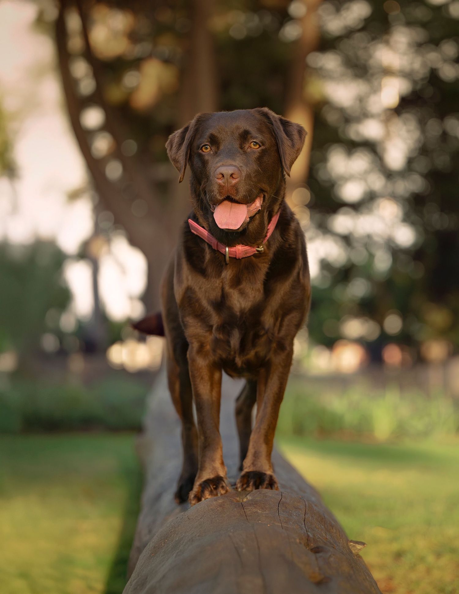 WANDERPAWS PET PHOTOGRAPHY