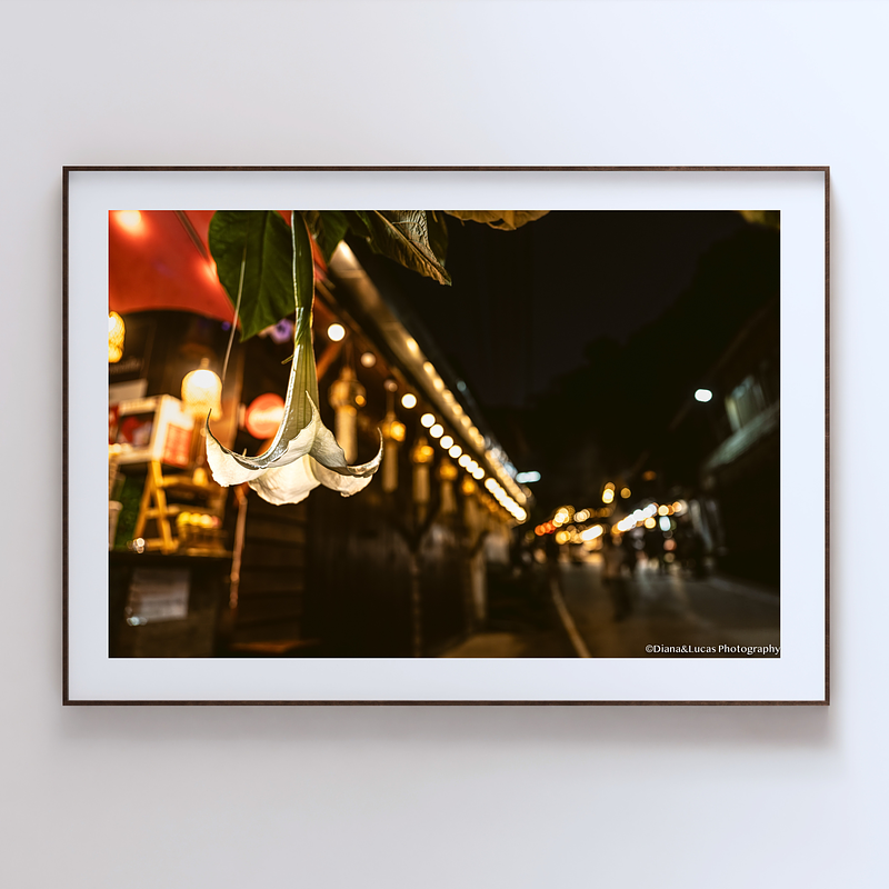 THE ONE - WILDLIFE & NATURE - "Hanging in the Light" - LIMITED EDITION 5 of 5