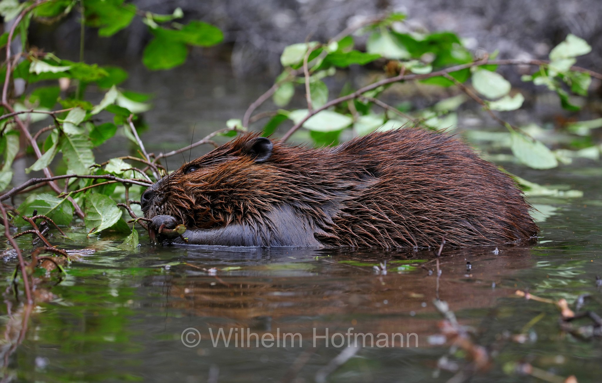 Castor canadensis, North American Beaver, American beaver, Canadian beaver, Kanadische Biber, Amerikanische Biber, castoro americano, Horseshoe Lake, Denali National Park, Denali National Park and Preserve, Denali-Nationalpark, Parco nazionale del Denali, Alaska, USA