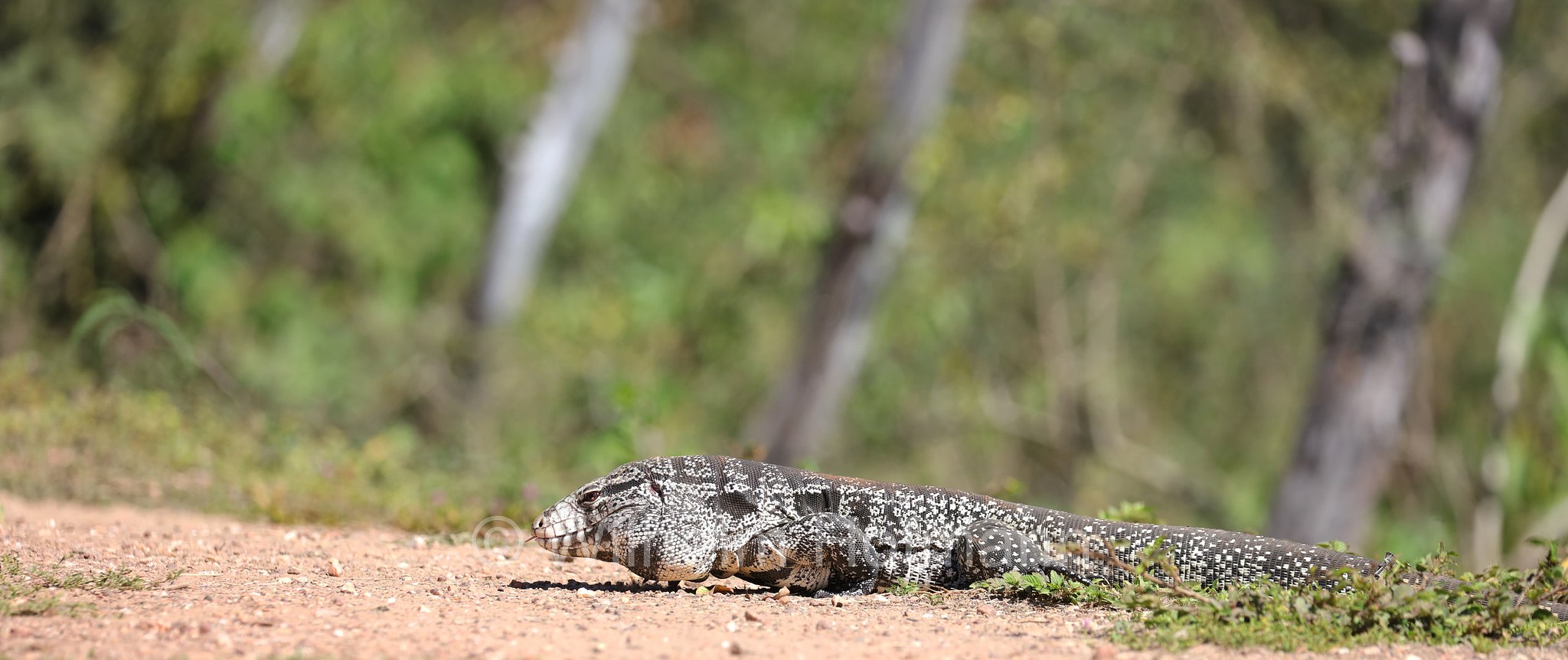 Argentine black and white tegu, Argentine giant tegu, black and white tegu, blue tegu, huge tegu, Schwarzweißer Teju, tegu argentino bianco e nero, tegu gigante argentino, lagarto overo, Salvator merianae, Pantanal, Mato Grosso, Brazil, Brasil, Brasile, Brasilien