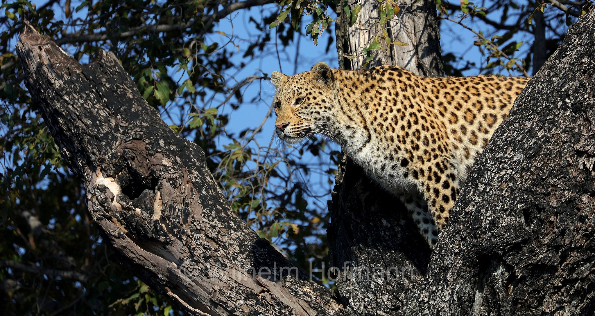 Leopard, leopardo, Panter, Panther, Panthera pardus, Moremi Game Reserve, Moremi-Wildreservat﻿, Okavango Delta, Okavango Grassland, Botswana, Republik Botsuana