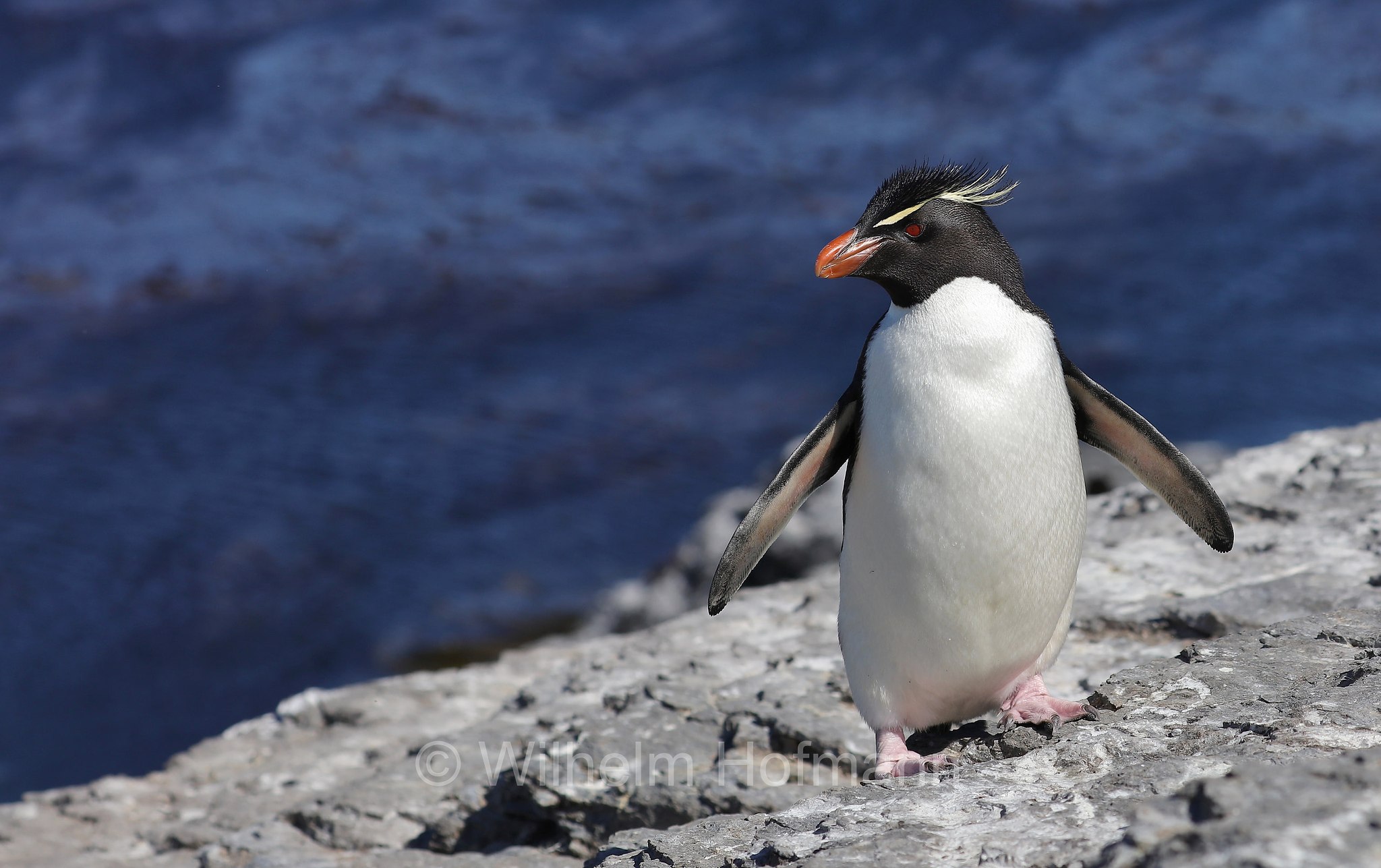 western rockhopper penguin, Felsenpinguin, pinguino saltarocce, Eudyptes chrysocome, Bleaker Island, Isla María, Falkland Islands, Falklandinseln, Isole Falkland