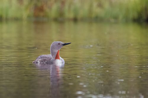 Red-throated diver