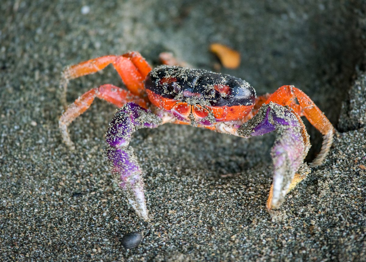 Happy Halloween Crab!