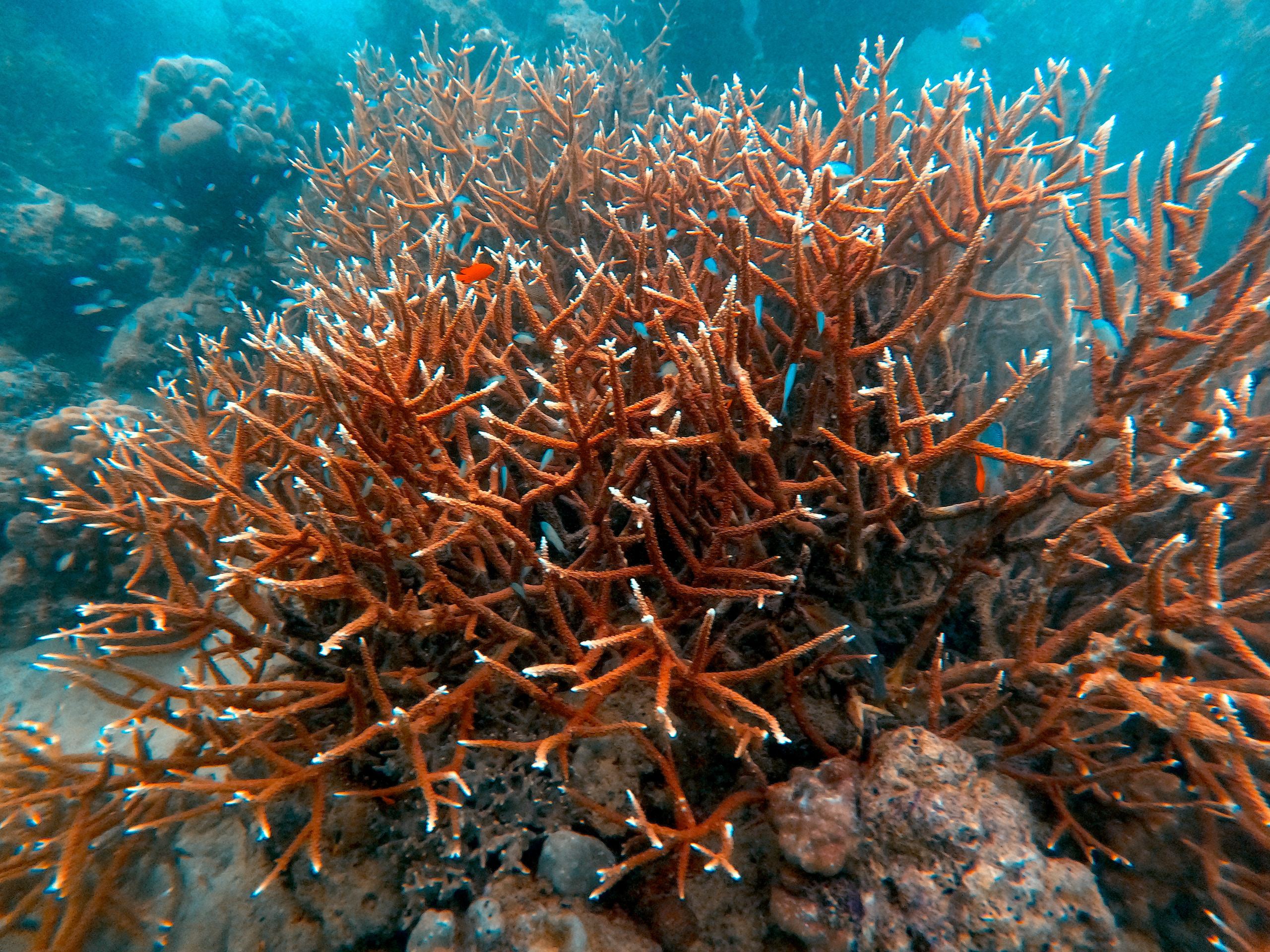 UNDERWATER